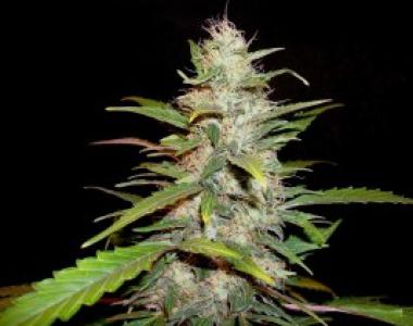 C.B.D. Seeds - Auto Lavender cannabis seed