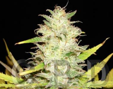 C.B.D. Seeds - Northern Auto cannabis seed