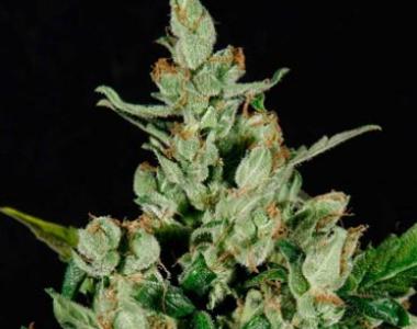 C.B.D. Seeds - Auto Widow cannabis seed