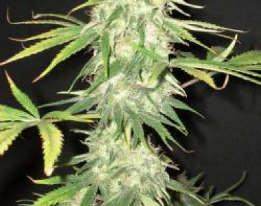 C.B.D. Seeds - Auto Yumbolt cannabis seed