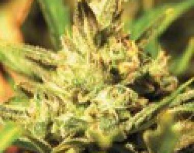 C.B.D. Seeds - Critical cannabis seed
