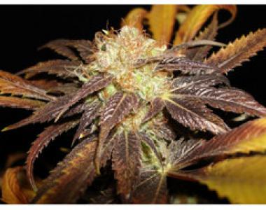 C.B.D. Seeds - Diesel cannabis seed