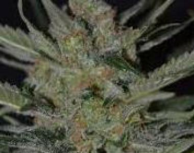 C.B.D. Seeds - Domina cannabis seed