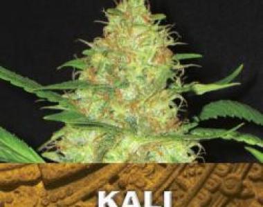 C.B.D. Seeds - Kali cannabis seed