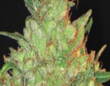 C.B.D. Seeds - Magma cannabis seed