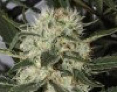 C.B.D. Seeds - Northern cannabis seed