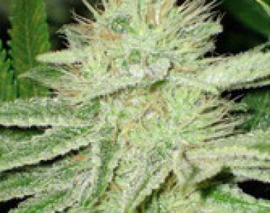 C.B.D. Seeds - Shark cannabis seed