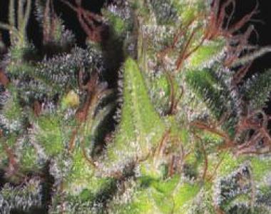 C.B.D. Seeds - Vanilla Haze cannabis seed