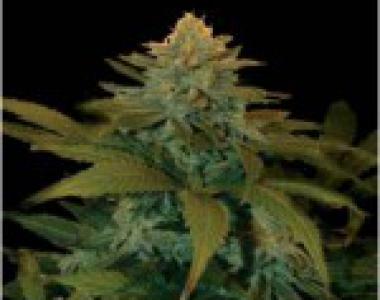 C.B.D. Seeds - Widow cannabis seed
