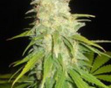 C.B.D. Seeds - Yumbolt cannabis seed