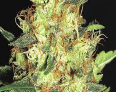 C.B.D. Seeds - Zen cannabis seed