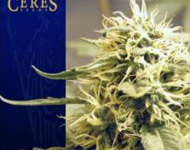 Ceres Seeds - Ceres Kush cannabis seed