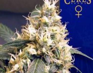 Ceres Seeds - Ceres Skunk cannabis seed