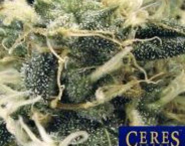 Ceres Seeds - Fruity Thai cannabis seed