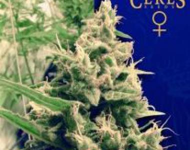 Ceres Seeds - Hollands Hope cannabis seed