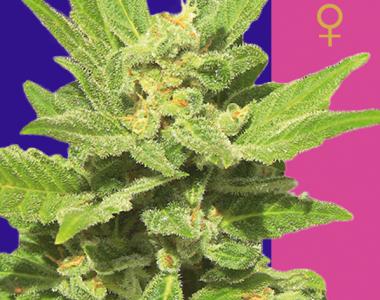 Ceres Seeds - Lemonesia cannabis seed