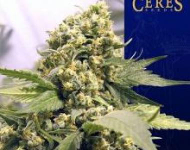 Ceres Seeds - Northern Lights x Skunk 1 cannabis seed