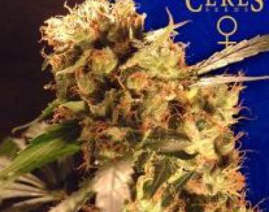 Ceres Seeds - Orange Bud cannabis seed
