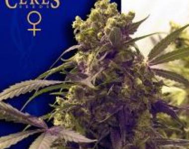 Ceres Seeds - Purple cannabis seed