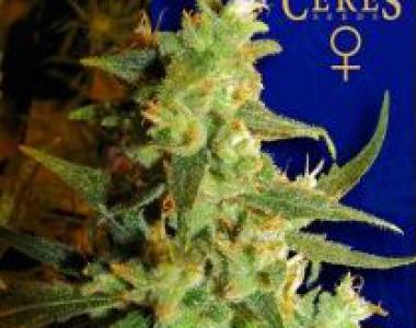 Ceres Seeds - Skunk Haze cannabis seed