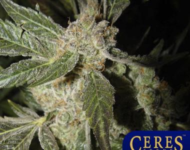 Ceres Seeds - White Panther cannabis seed