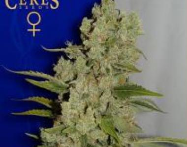 Ceres Seeds - White Widow cannabis seed