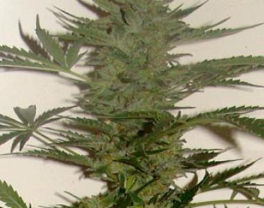 Cream of the Crop - Amphetamine Auto cannabis seed