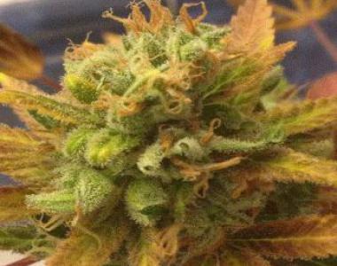 Cream of the Crop - Black Gold Auto cannabis seed