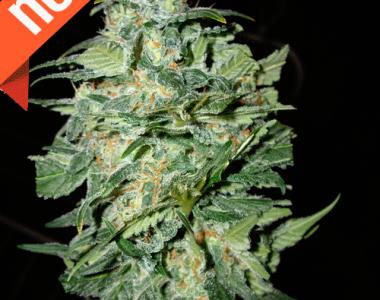 Cream of the Crop - Crop Circle Auto cannabis seed