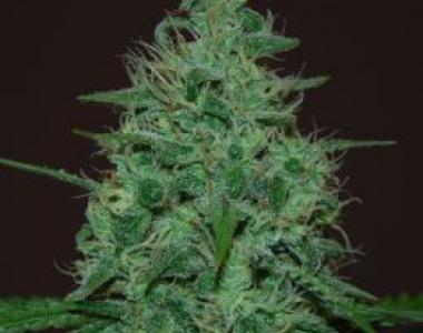 Cream of the Crop - Cropical Fruit Auto cannabis seed