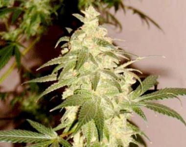 Cream of the Crop - Custard Cream cannabis seed