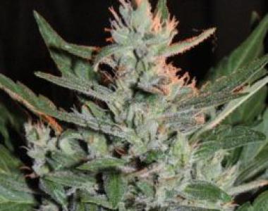 Cream of the Crop - KO Crop Auto cannabis seed