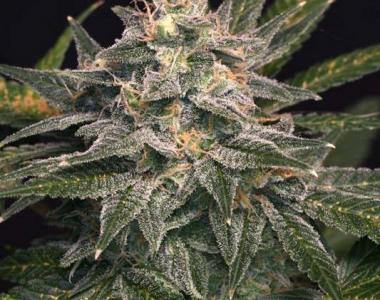 Cream of the Crop - Lemon Venom cannabis seed
