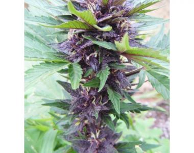 Cream of the Crop - Narco Purps Auto cannabis seed