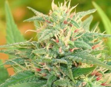 Cream of the Crop - Narcotic Kush Auto cannabis seed