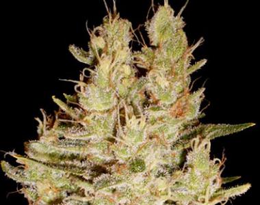 Cream of the Crop - Pretty Lights cannabis seed