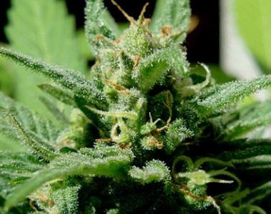 Cream of the Crop - Psychofruit Auto cannabis seed