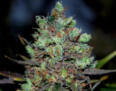 Cream of the Crop - Purple Paralysis cannabis seed