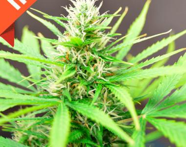 Cream of the Crop - Robocrop cannabis seed