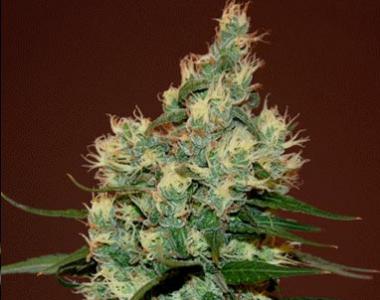 Cream of the Crop - Sour Turbo Diesel cannabis seed