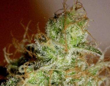 Cream of the Crop - White Chronic cannabis seed