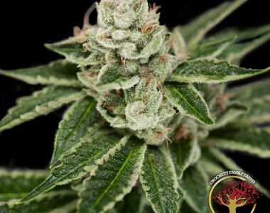 Crockett Family Farms - Crocketts Dawg cannabis seed