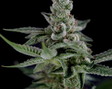 Crockett Family Farms - Crocketts Haze cannabis seed
