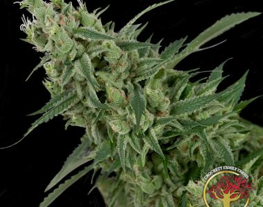Crockett Family Farms - Double Tangie Banana cannabis seed
