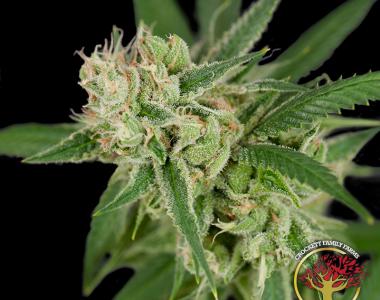 Crockett Family Farms - Sour Banana Sherbert cannabis seed