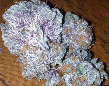 Dankonomics Genetics - Chocolate Stardawg cannabis seed