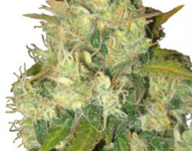 Delicious - Black Russian cannabis seed