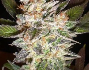 Delicious - Delicious Candy Auto cannabis seed