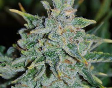 Delicious - Delicious Candy cannabis seed