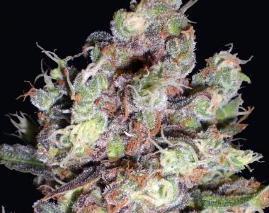 Delicious - Cotton Candy cannabis seed